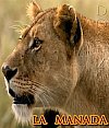 La manada: Leones