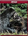 Osos contra lobos