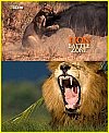 Leones, zona de guerra
