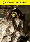 Abejas asesinas de Assam