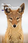Perros, la gran familia