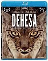 Dehesa, el bosque del lince ibérico