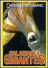 Calamares Gigantes